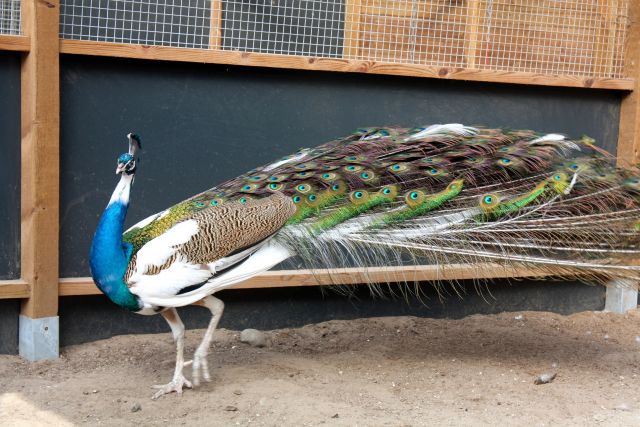 Blue Pied